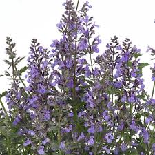 Attēlu rezultāti vaicājumam “Nepeta x faassenii leaf”