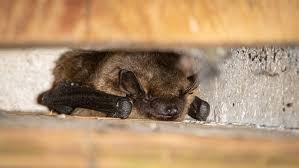 Attēlu rezultāti vaicājumam “Eptesicus serotinus”