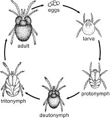 Attēlu rezultāti vaicājumam “Acari”