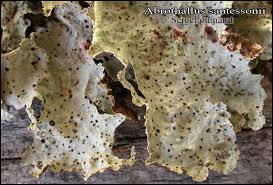 Attēlu rezultāti vaicājumam “Vouauxiomyces santessonii”