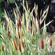 Attēlu rezultāti vaicājumam “Typha latifolia”