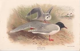 Attēlu rezultāti vaicājumam “Larus minutus”