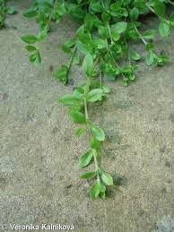 Attēlu rezultāti vaicājumam “Stellaria alsine”