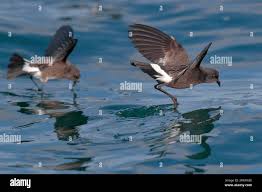 Image result for Oceanites oceanicus