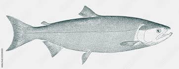 Image result for Oncorhynchus nerka