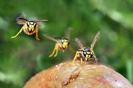 Attēlu rezultāti vaicājumam “Vespula germanica”