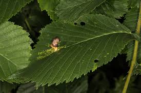 Attēlu rezultāti vaicājumam “Tetraneura ulmi”