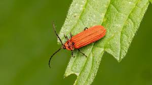 Attēlu rezultāti vaicājumam “Lopheros rubens”