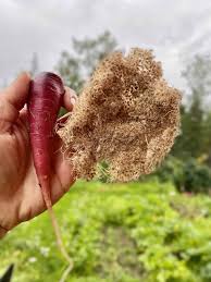 Attēlu rezultāti vaicājumam “Daucus sativus”