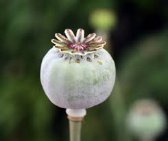 Image result for Mohn