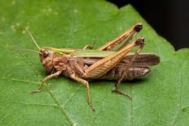 Attēlu rezultāti vaicājumam “Omocestus viridulus”