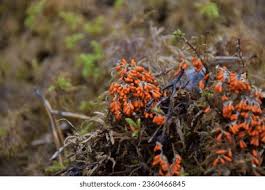 Attēlu rezultāti vaicājumam “Leocarpus fragilis var. bisporus”