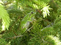 Attēlu rezultāti vaicājumam “Hyla arborea”