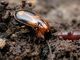 Attēlu rezultāti vaicājumam “Badister bullatus”