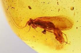 Attēlu rezultāti vaicājumam “Trichoptera egg mass”