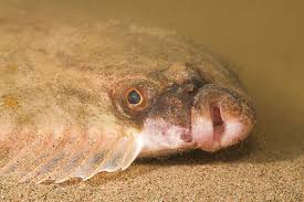 Image result for Platichthys flesus