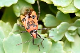 Attēlu rezultāti vaicājumam “Corizus hyoscyami”