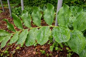 Attēlu rezultāti vaicājumam “Polygonatum multiflorum  leaf”
