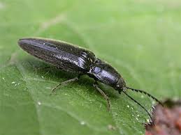 Attēlu rezultāti vaicājumam “Hemicrepidius sp.”