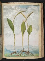 Attēlu rezultāti vaicājumam “Ophioglossum vulgatum”