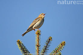 Attēlu rezultāti vaicājumam “Anthus trivialis”
