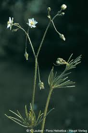 Attēlu rezultāti vaicājumam “Spergula arvensis”