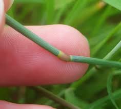 Attēlu rezultāti vaicājumam “Alopecurus pratensis fruit”