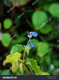 Attēlu rezultāti vaicājumam “Commelina coelestis”