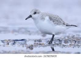 Attēlu rezultāti vaicājumam “Calidris alba”