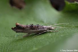 Attēlu rezultāti vaicājumam “Ypsolophidae”