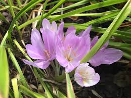 Attēlu rezultāti vaicājumam “Colchicum autumnale flower”