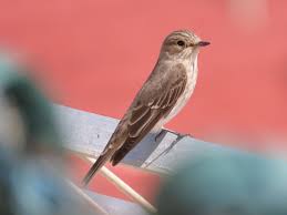 Attēlu rezultāti vaicājumam “Muscicapa striata”