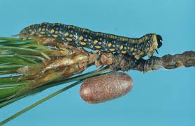 Attēlu rezultāti vaicājumam “Diprionidae cocoon”