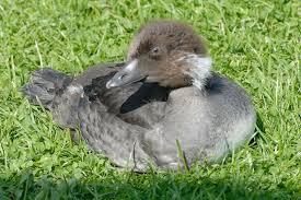 Attēlu rezultāti vaicājumam “Bucephala clangula juvenile”