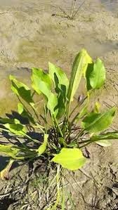Attēlu rezultāti vaicājumam “Alisma plantago-aquatica fruit”