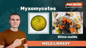 Attēlu rezultāti vaicājumam “myxomicetes”