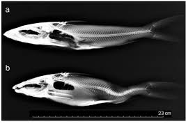 Image result for Ariopsis felis