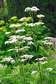 Image result for Baldrian