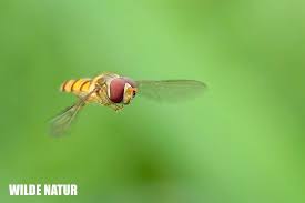 Attēlu rezultāti vaicājumam “Episyrphus balteatus”