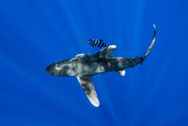 Image result for Carcharhinus longimanus