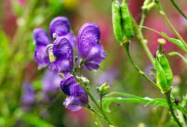 Attēlu rezultāti vaicājumam “Aconitum napellus bud”