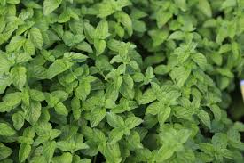 Attēlu rezultāti vaicājumam “Mentha spicata leaf”