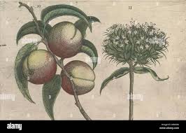 Attēlu rezultāti vaicājumam “Silene chalcedonica fruit”