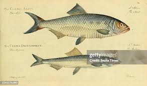 Image result for Alosa alosa