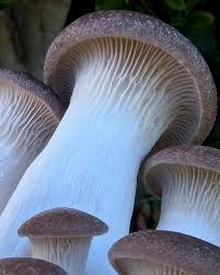 Attēlu rezultāti vaicājumam “Pleurotus ostreatus”