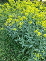 Attēlu rezultāti vaicājumam “Isatis tinctoria”
