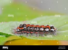 Attēlu rezultāti vaicājumam “Euproctis similis”