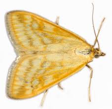 Attēlu rezultāti vaicājumam “Sitochroa verticalis”