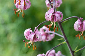 Attēlu rezultāti vaicājumam “Lilium martagon leaf”