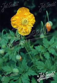Image result for Meconopsis cambrica